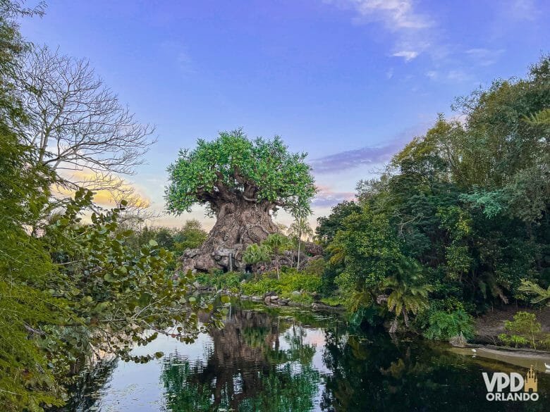 Visitantes aproveitando a noite no Animal Kingdom