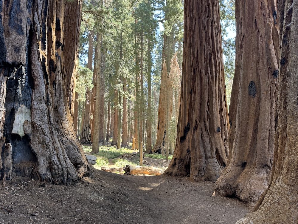 Trilha Congress no Parque Nacional Sequoia