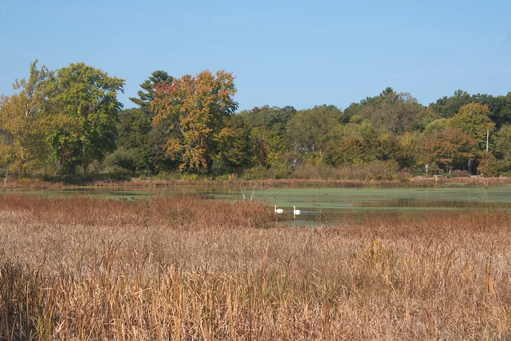 Great Marsh em Indiana Dunes