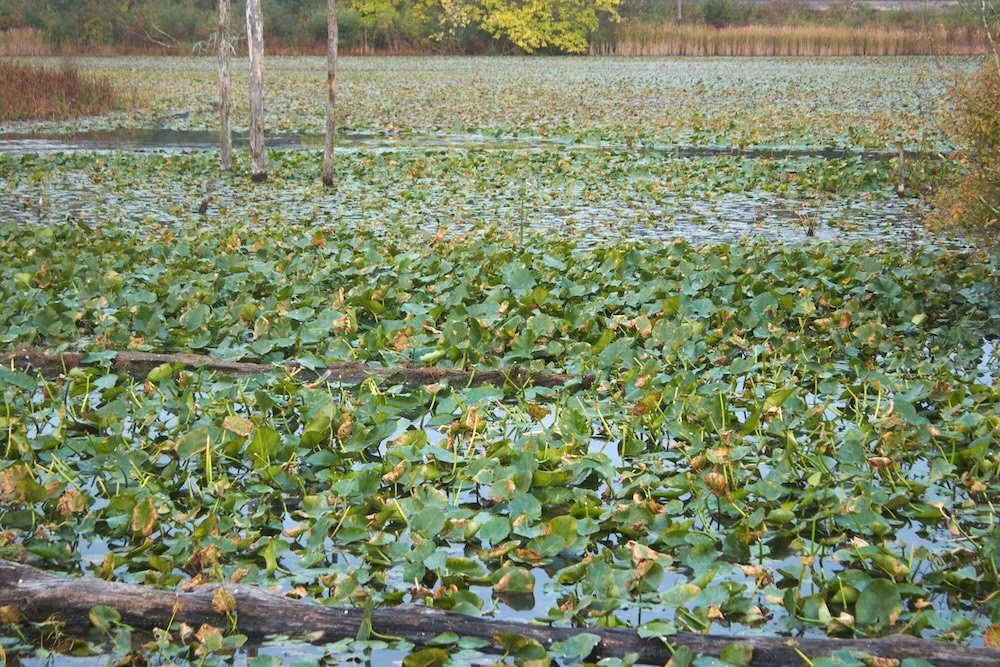 Beaver Marsh no Parque Nacional Cuyahoga Valley