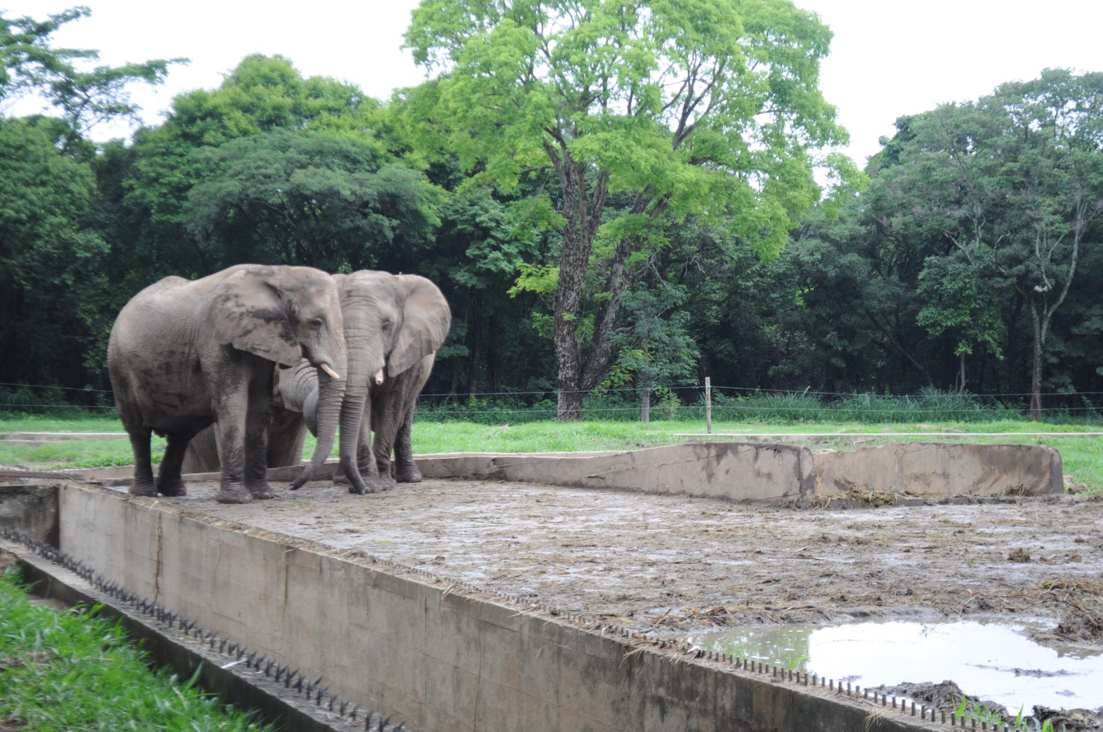 Zoológico de Belo Horizonte, Minas Gerais